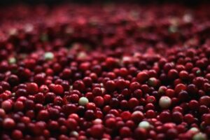 Featured image for Best How To Manage Food Waste For A Greener Future Inspider