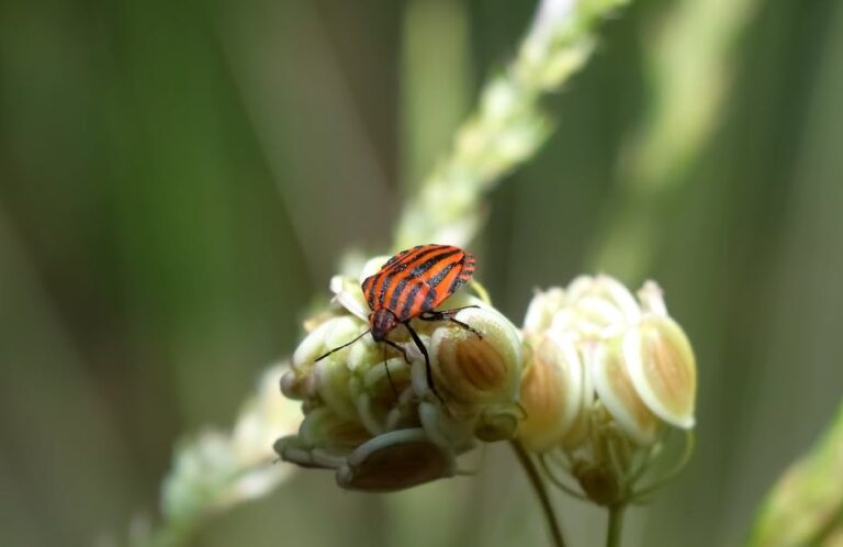 Applying Exact Methods For Managing Pests Successfully