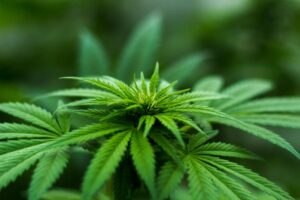 Featured image for 5STARSSTOCKS.COM CANNABIS STOCKS ANALYSIS AND INSIGHTS