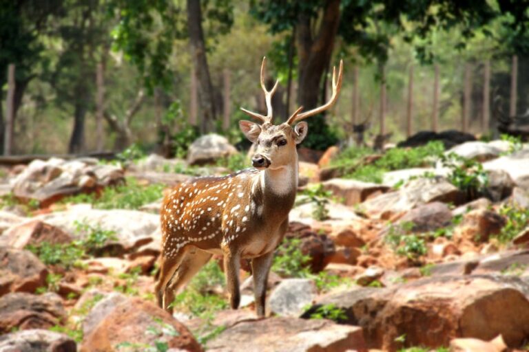 Essential Information About Exact Same Tirupati Pilgrimage