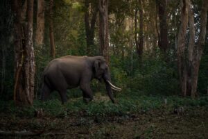 Best Things To Do In Mysuru Karnataka Travel Information