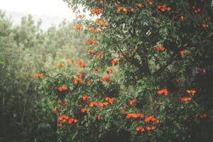 Guide To Chikkamagaluru Places Of Interest And Sites