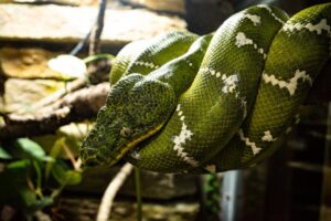 Top 7 418dsg7 Python Techniques For Code Optimization