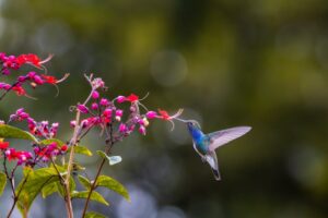 Featured image for Understanding rostadine colibrim Features and Usage