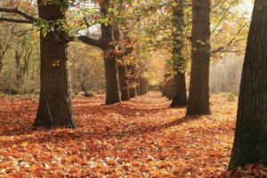 Featured image for Top 20 Things to Do and See in Thousand Oaks California