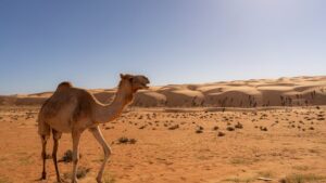 Featured image for Technical exact same sahara valvant details for informed choices.