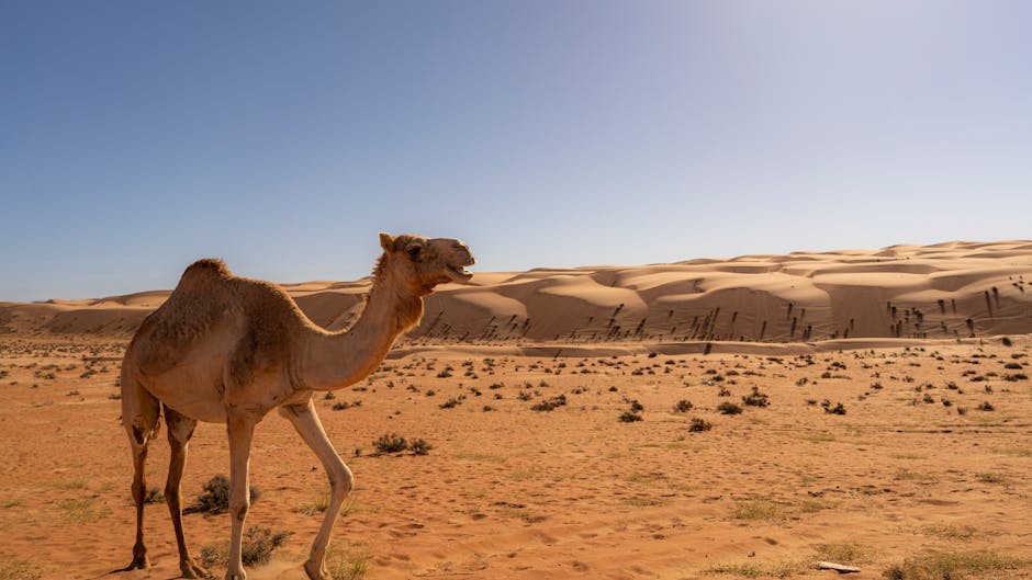 Featured image for Technical exact same sahara valvant details for informed choices.