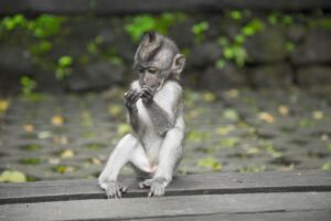 Featured image for Exact Same Ubud Top 10 Best Places and Travel Info